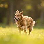 Dog Joint Health: Signs of Osteoarthritis and How to Help